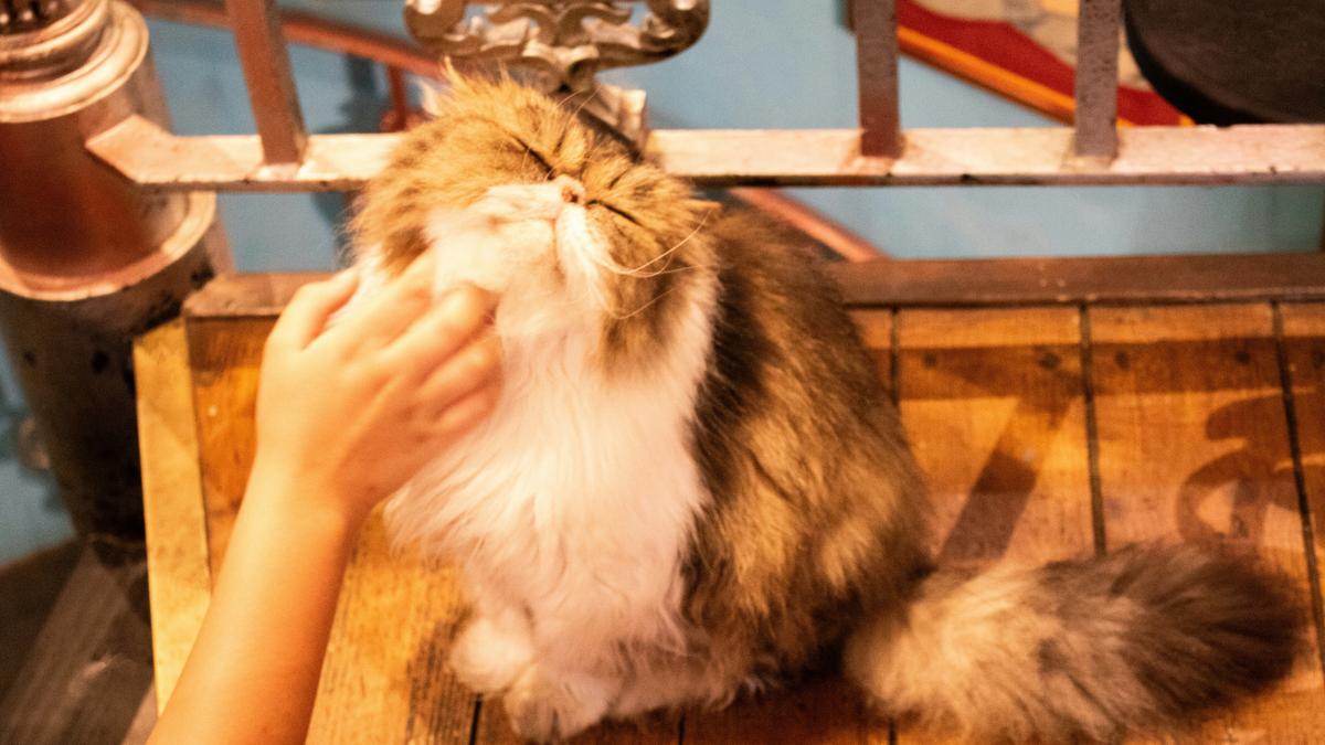 Getting your first cat? Top 5 breeds for first-time pet owners in India