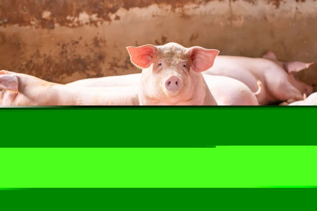 Could Lean Hogs Be the Next Big Opportunity?