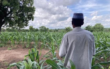 How stolen cattle links Ghana to the jihadist conflict in the Sahel
