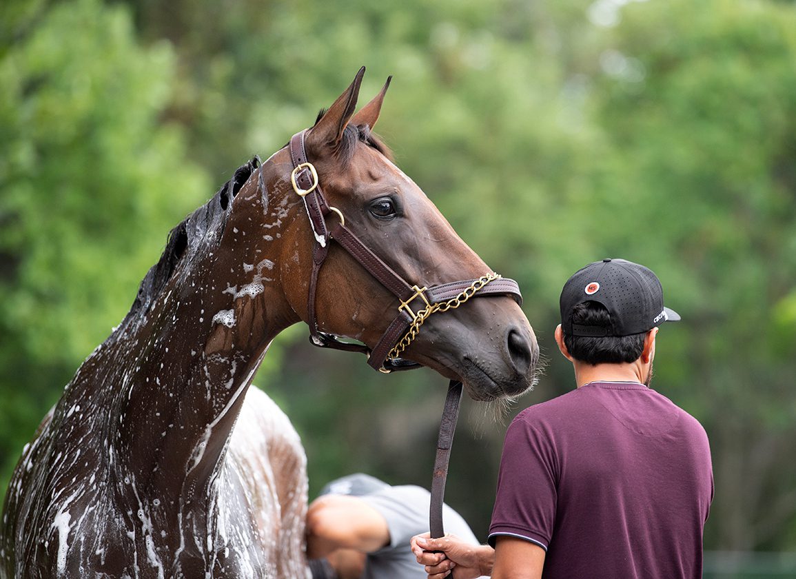 Sunday Preview: Spinster Features Thorpedo Anna While Final Score Can Taste Bourbon; Turf Wars Out West