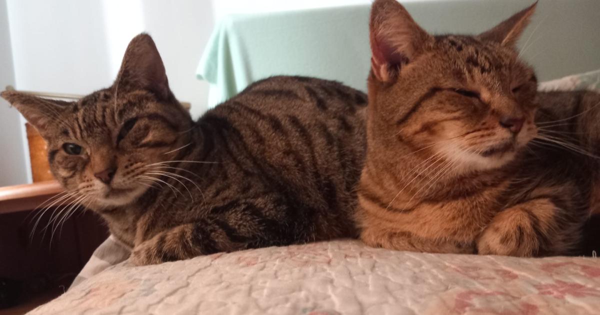 Cats named after Downton Abbey’s Crawley sisters in need of new home