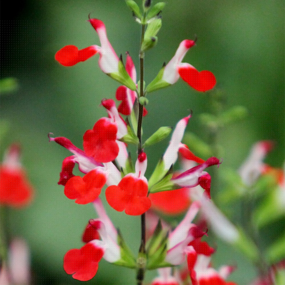August is the time to sit back and enjoy the fruits of labour in the garden
