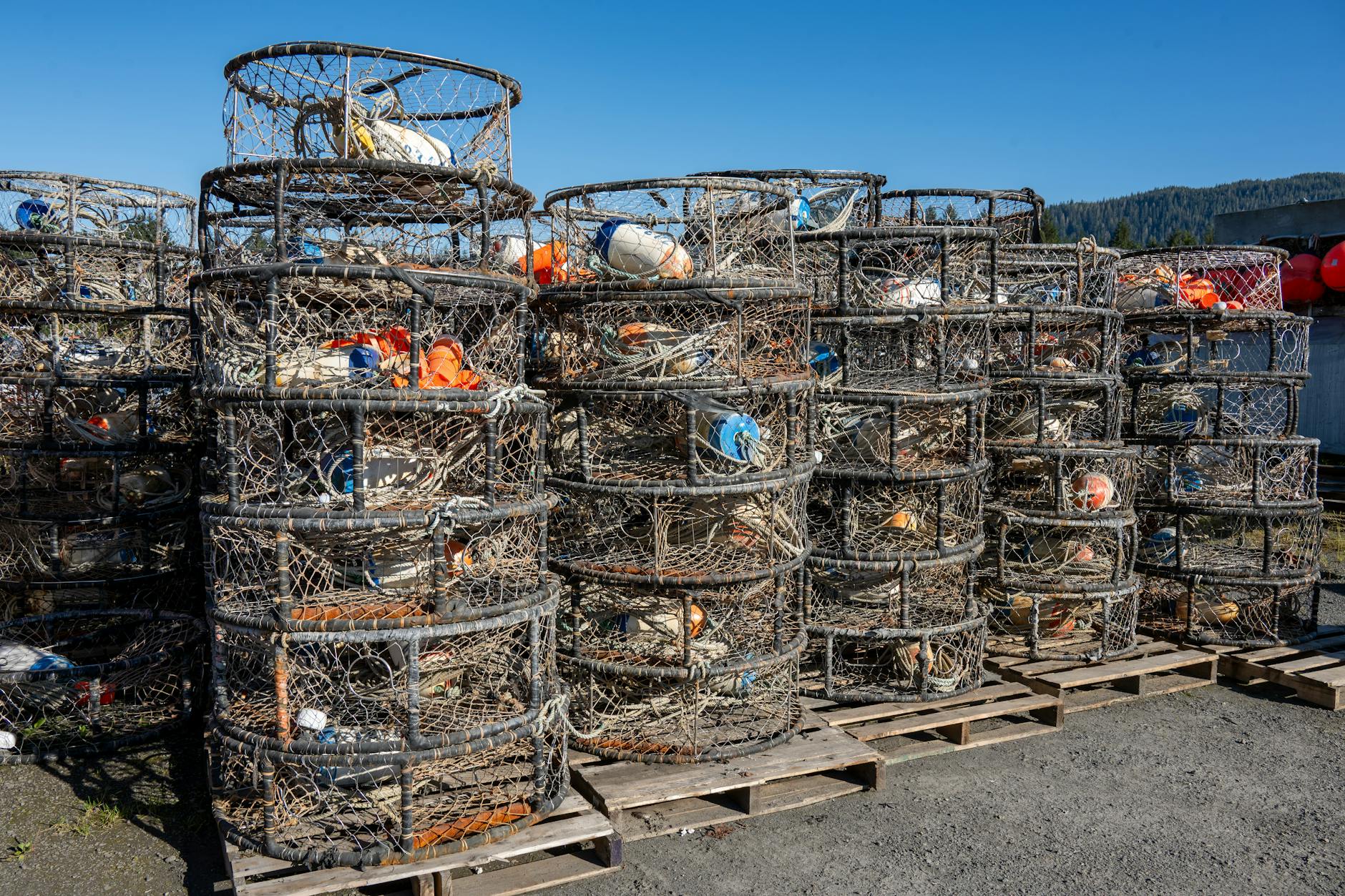 Oregon implements new rules for crab fishers to reduce whale deaths