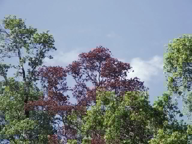 Comment on ‘Hundreds of thousands’ of native ohia trees being wiped out by app.roll20.netusers11413335canadian-pharmaceuticals-online-shipping