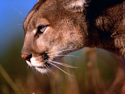 Michigan sees record cougar reports in 2025, including some cubs