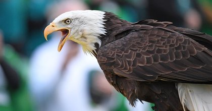 Lincoln, the eagle who soars at Birds games, went from picking through trash to starring in a Super Bowl commercial