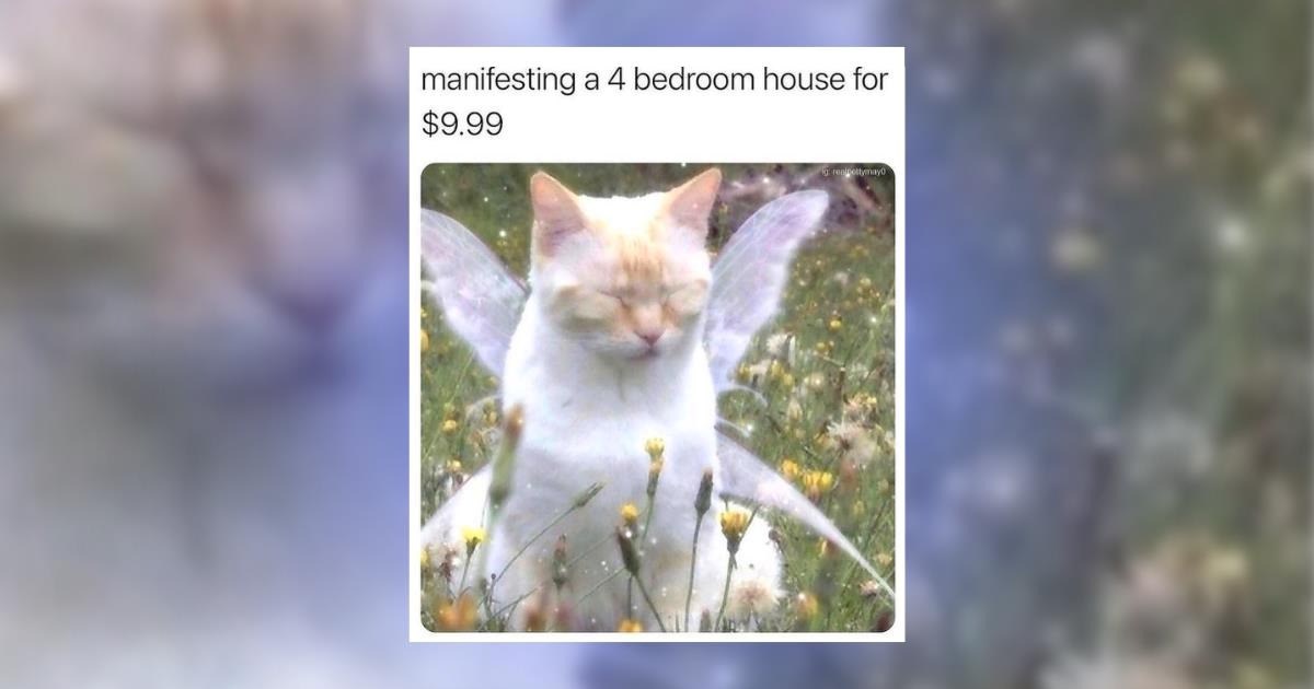 A Fresh Step of 33 Feline Funnies to Give You That 'Just Kissed a Cat' Feeling (November 17, 2025)