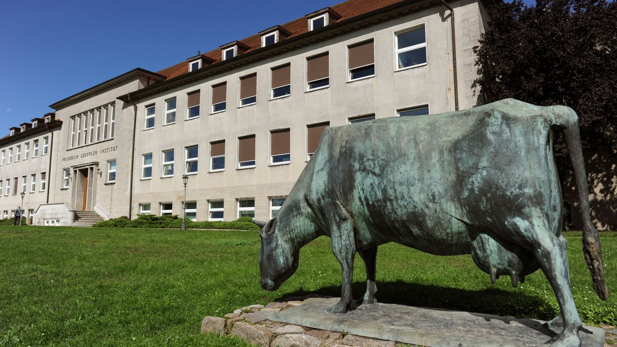 Orthobunyavirus: Erreger erstmals bei Rindern in Süddeutschland nachgewiesen