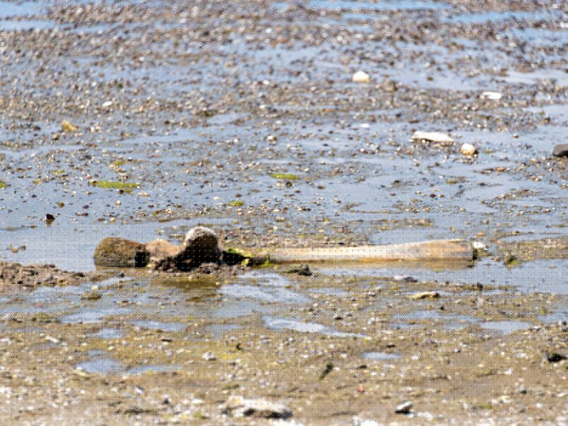 Mammoth remains revealed in Bulgaria after Danube water levels hit record low