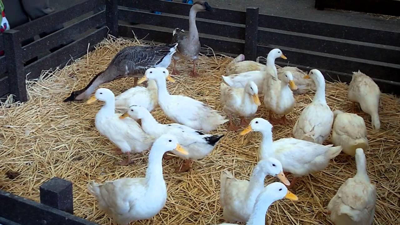 España debate el fin de la alimentación forzada en la producción de foie gras: «Exigimos prohibición»