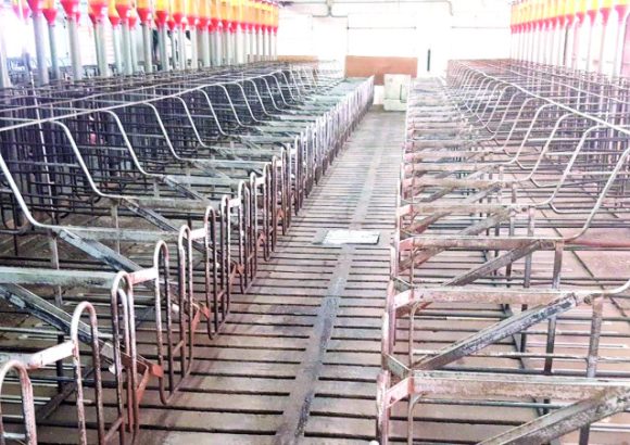 Swine fever and imports empty the Monte Adentro corrals in Licey