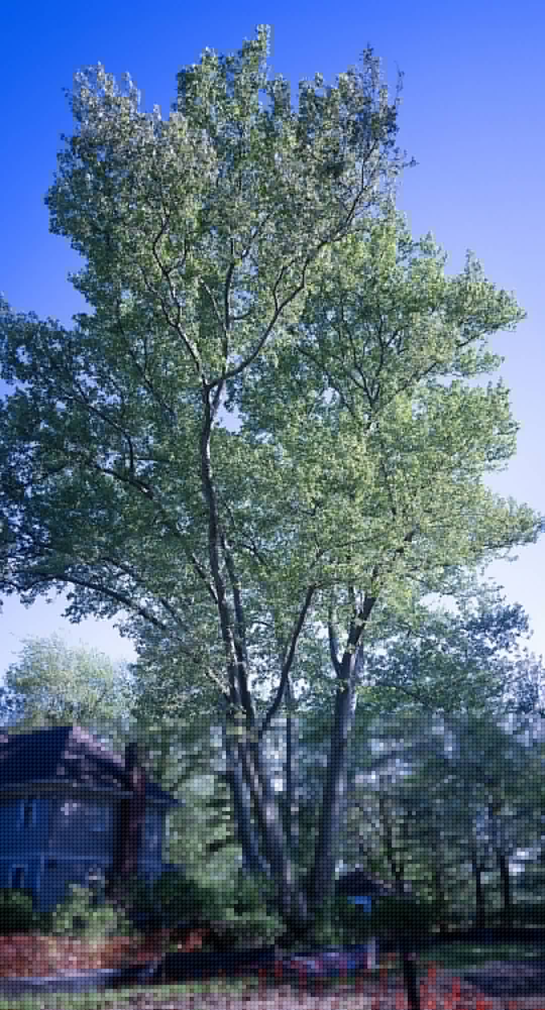 Maplewood Leaders Save 271-Year-Old Tree on Pierson Road — for Now