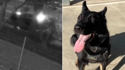 Police dog Rocco thrown from vehicle in freeway crash