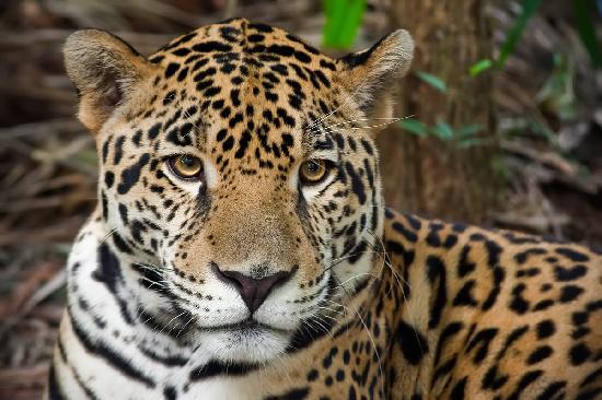 Comment on 4 Things to do in Dangriga Belize by 7-12 New List 1 - e Things To Do