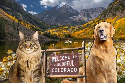 Animal Name Game in Colorado