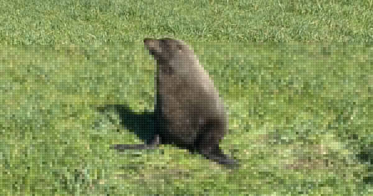 Surprise visitor: Fur seal an unexpected sight in Bega dairy pasture