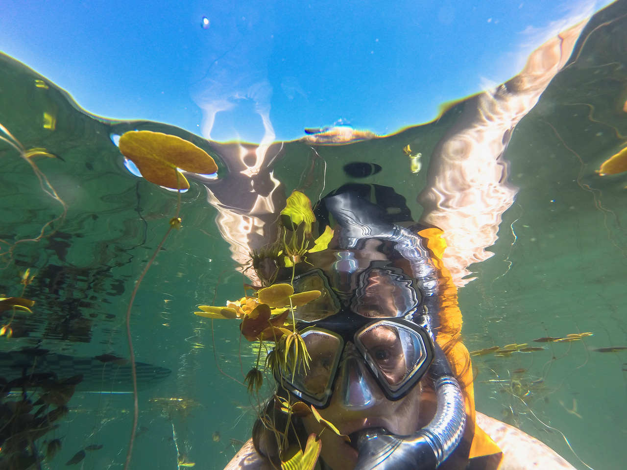 Snorkeling in Maine will open your eyes to ‘fascinating’ underwater world