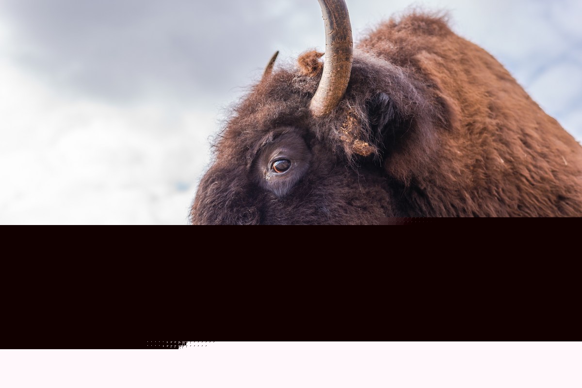 Bison Attack Victim Tells His Story From Hospital Bed