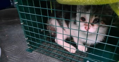 Beloeil : Bientôt des chèques vétérinaires pour les citoyens précarisés, propriétaires de chats ou de chiens