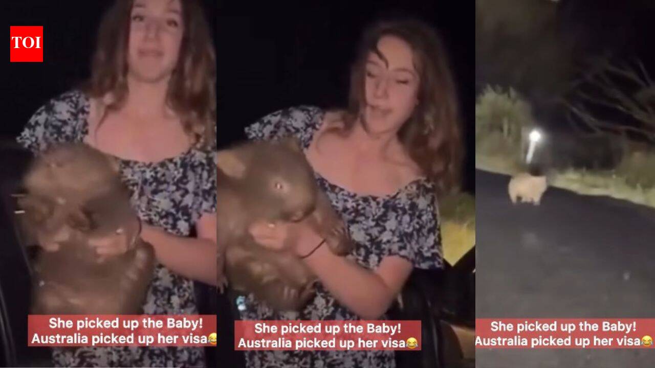 US influencer faces action in Australia after picking up baby wombat for viral reel