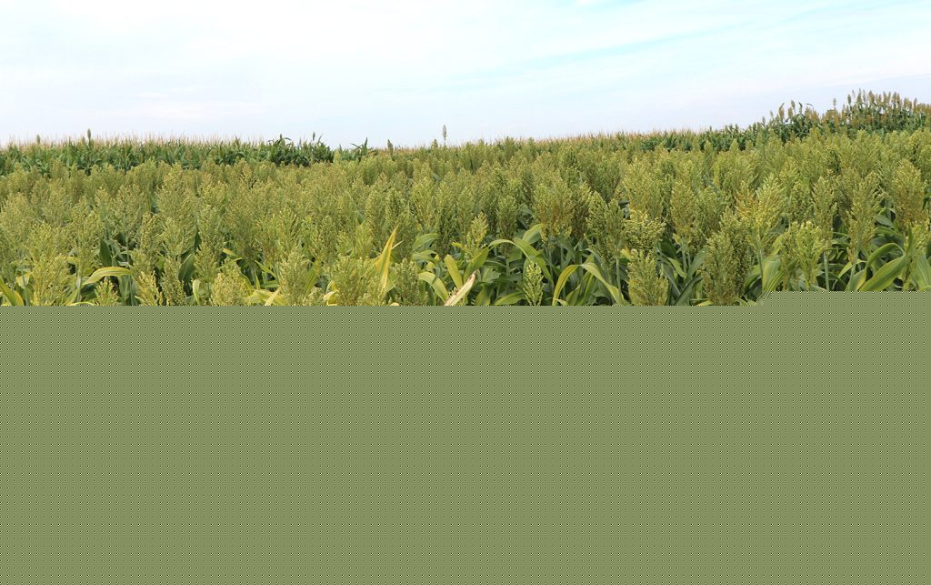 Windrow grazing annual forages to extend the grazing season