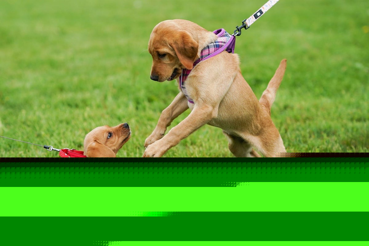 Top dog names in US revealed in new analysis of 500,000 owners