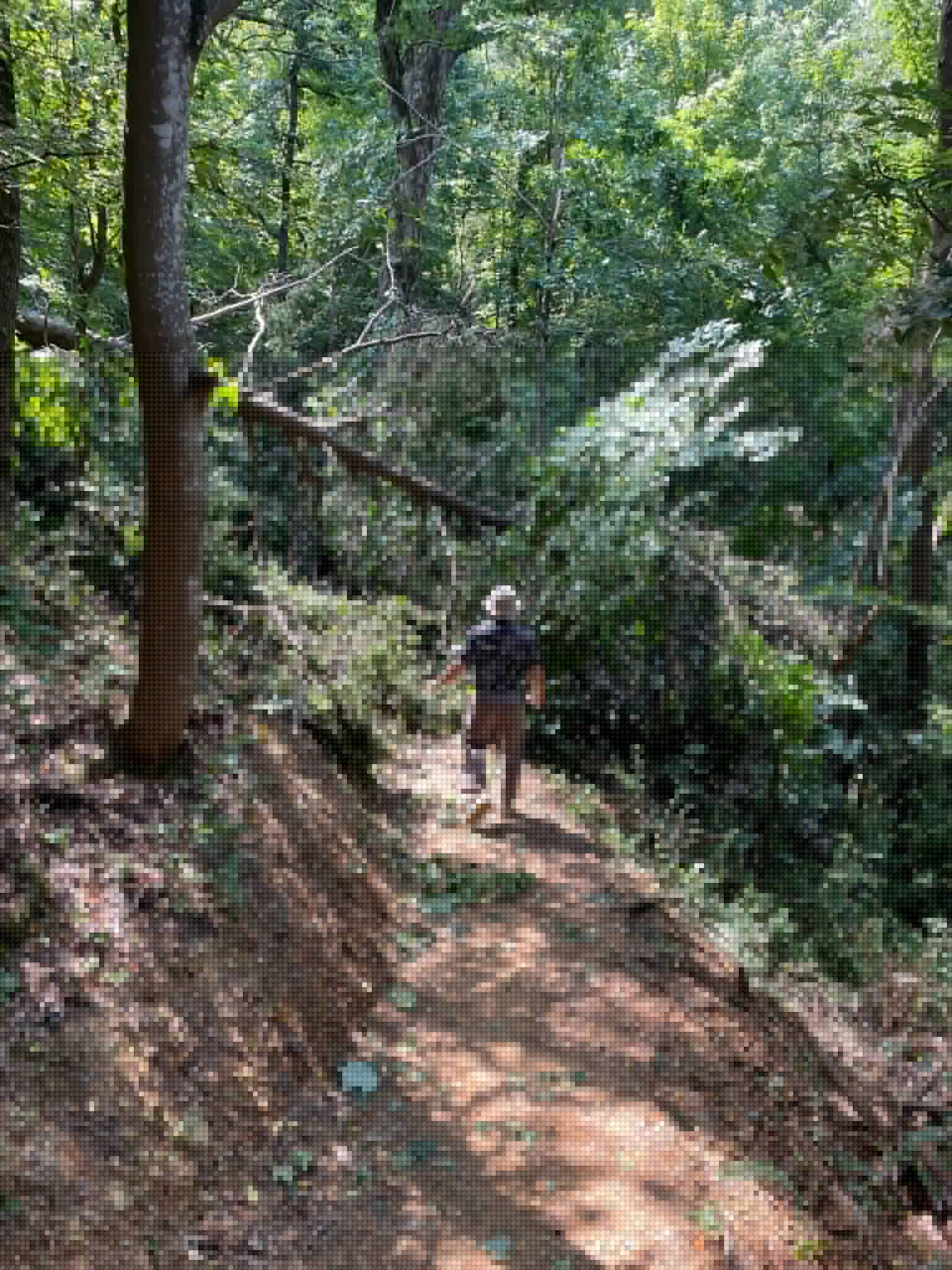Fallen tree blocks Blue Trail at Godsey Ridge Trail