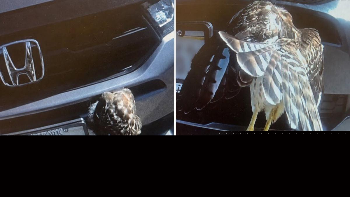 Upstate NY Police Officer Becomes an Unexpected Wildlife Hero