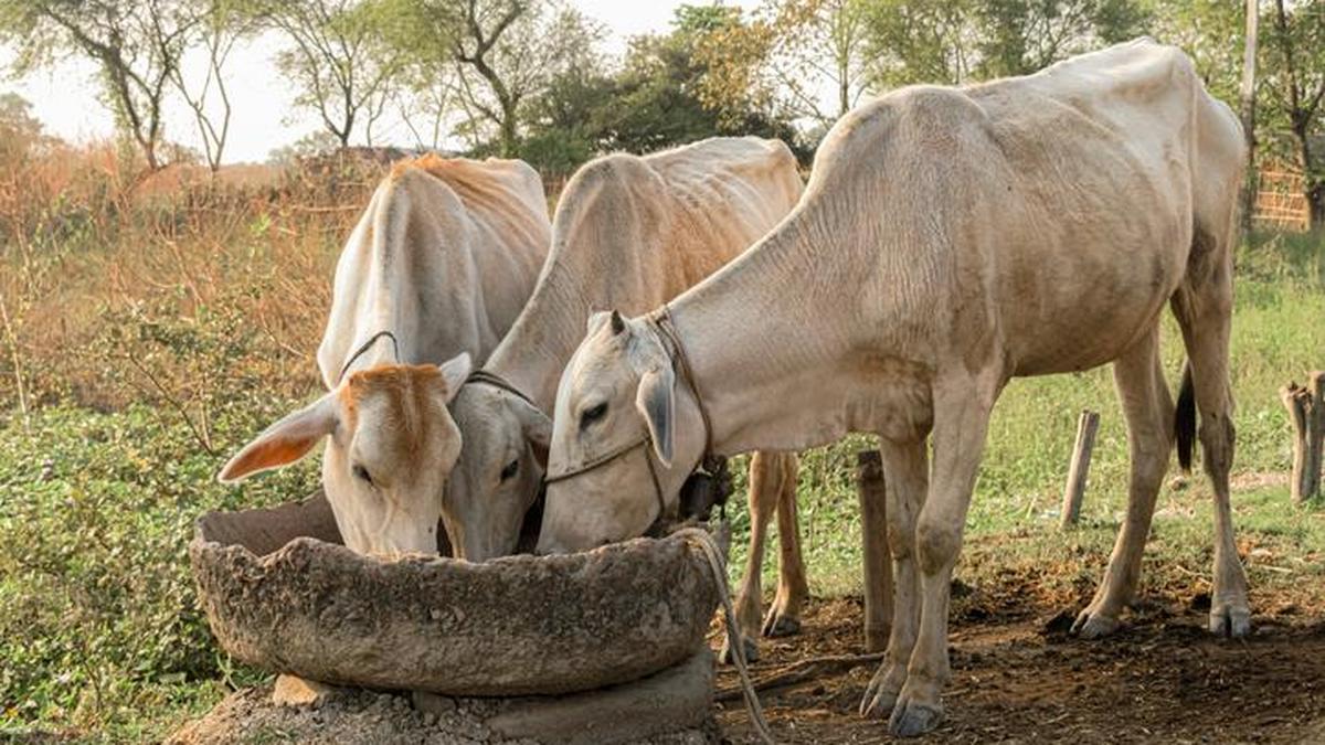 Fodder shortage major hurdle for livestock sector: Economic Survey