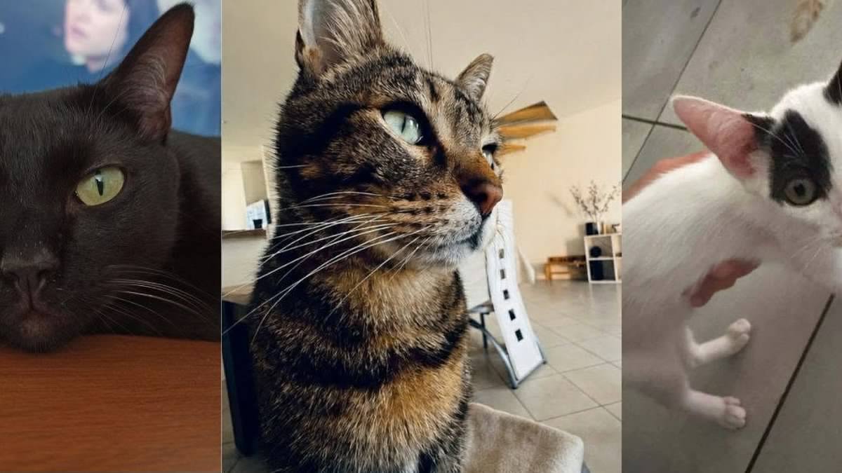 "Il revenait toujours dormir à la maison" : des propriétaires désespérés après trois nouvelles disparitions de chats le même soir dans un même quartier, au sud-ouest de Toulouse