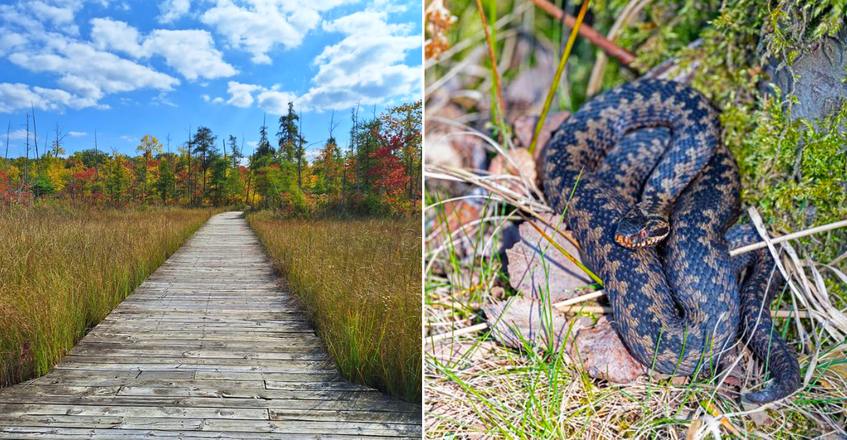 These Michigan Parks Keep Their Snake Populations Alive Through Conservation, Care, And Tradition