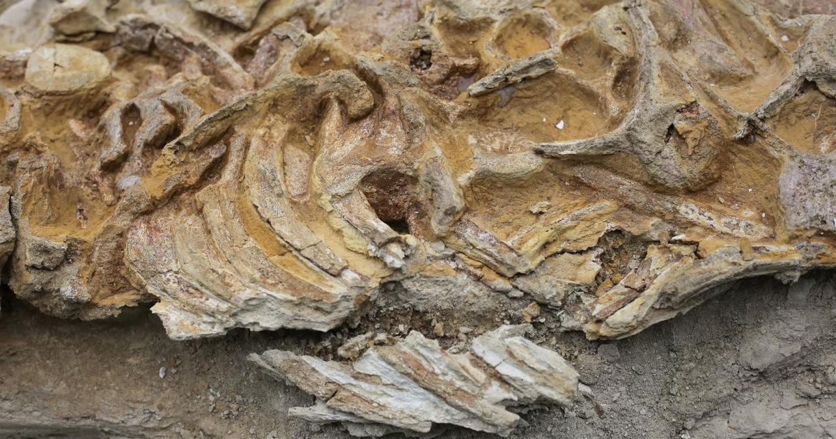 China fossil find offers glimpse into emergence of complex life