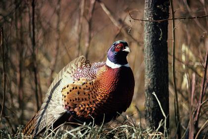 Small game survey results available from Minnesota DNR
