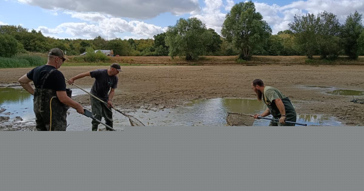 4,000 fish rescued after south Essex lake reduced to 'puddle' by severe drought