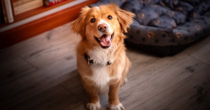 Animal expert warns of subtle sign your dog is unhappy - and it's easy to miss