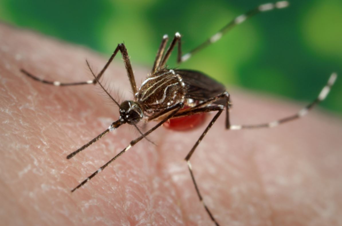 Officials Urge Vigilance As More Mosquitoes Test Positive For West Nile Virus