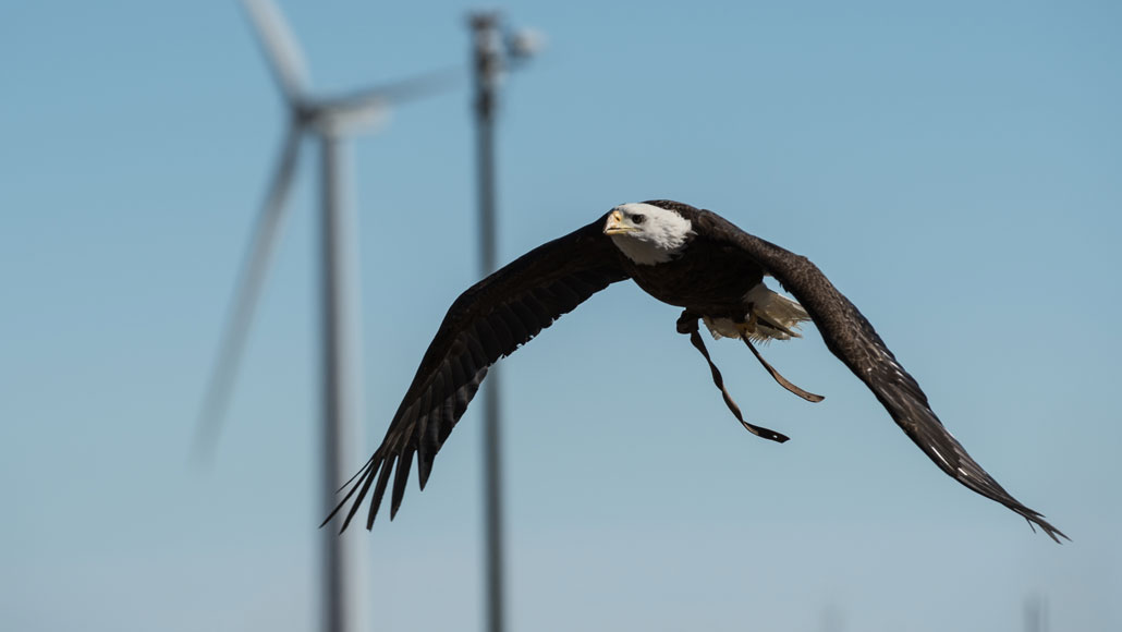 Comment on How researchers can keep birds safe as U.S. wind farms expand by URL