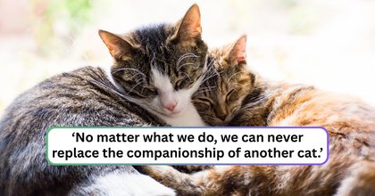 'Is it normal for Charlie to be less interested in us now that there's a kitten around?': Worried pawrents seek advice from the online cat community, but learn of the feline friendship blossoming in their family