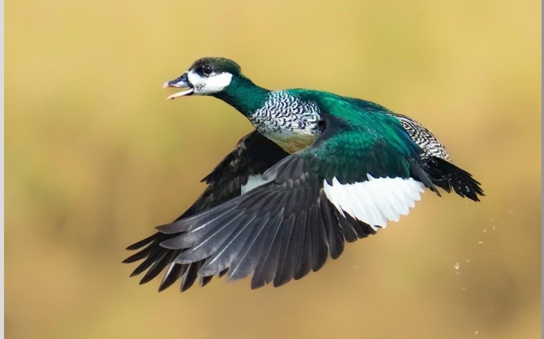 Animals - Green Pygmy Goose