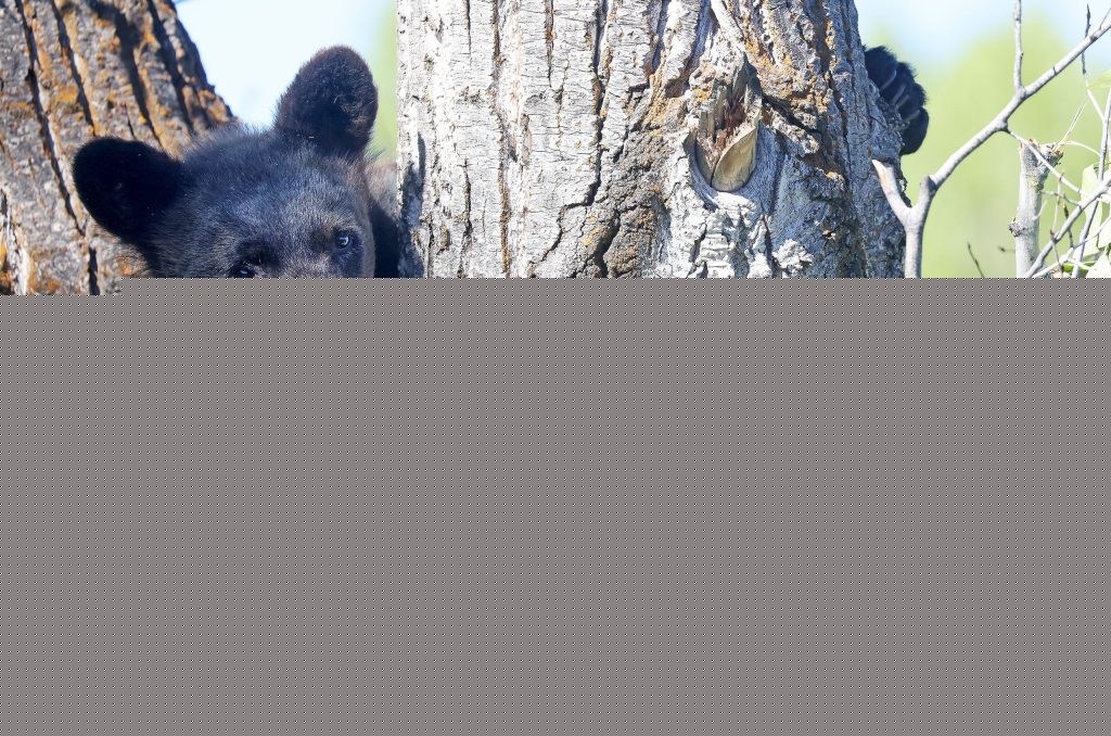 Extreme drought leads to significant spike in bear activity in some northwest Colorado communities