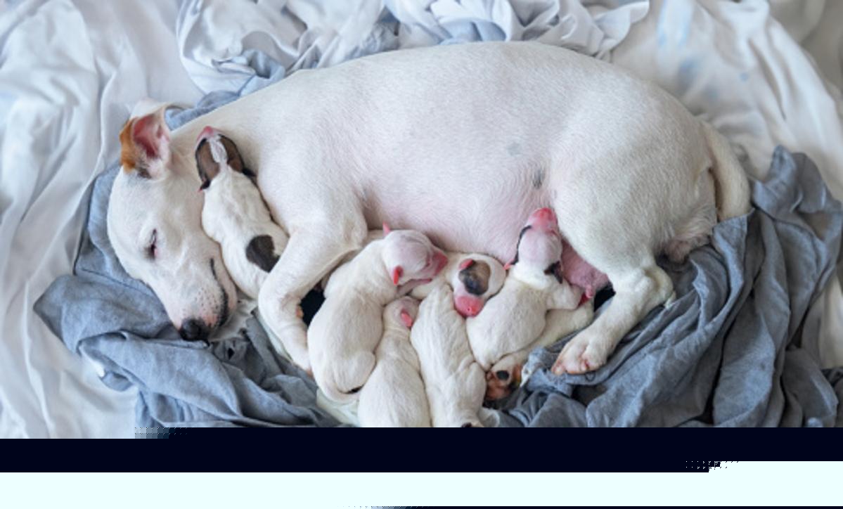 Why Moms and Puppies Go to Foster Homes: Local Rescue Explains the Life-Saving Process