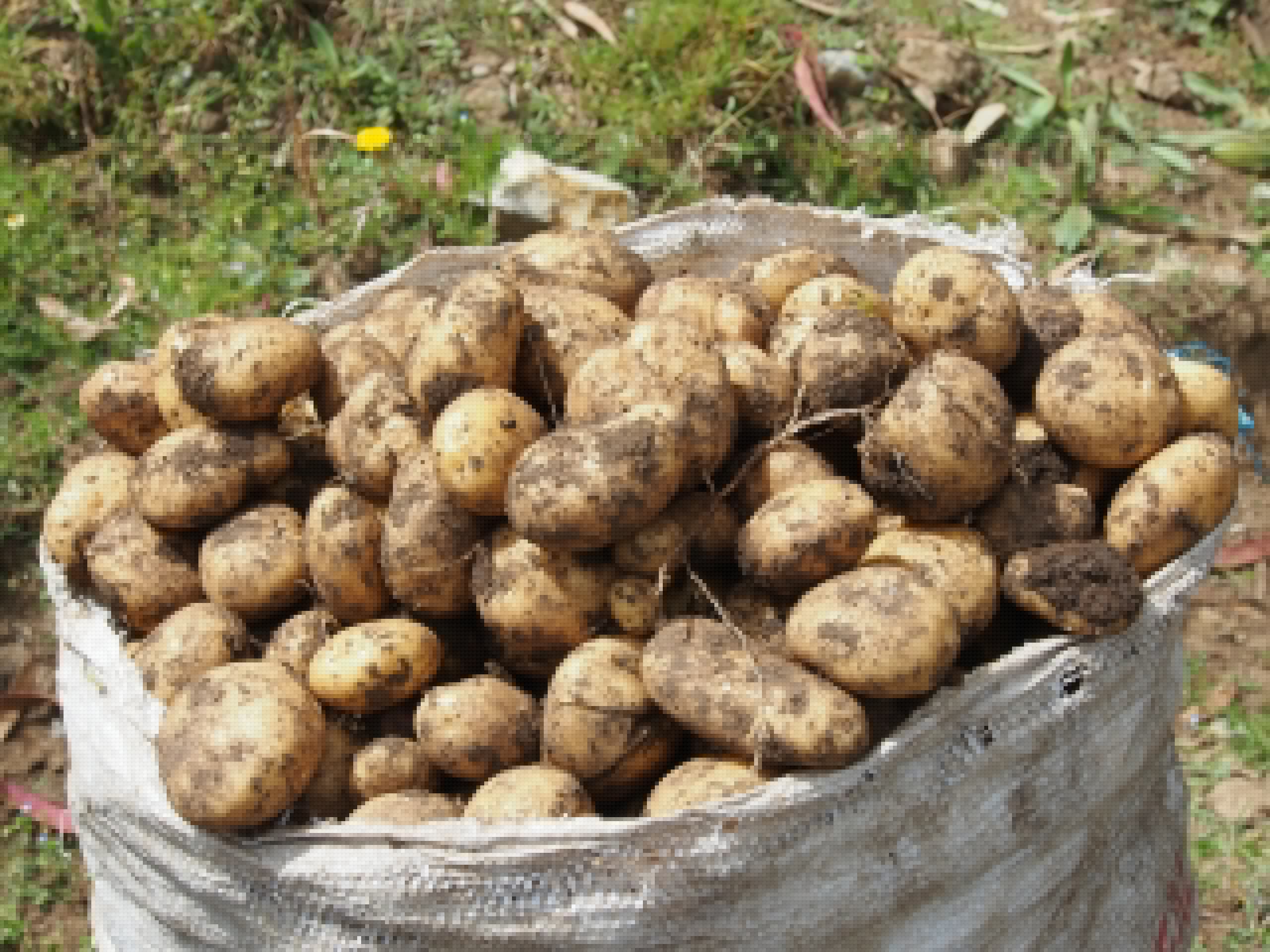 The strange-but-true origin story of the humble potato