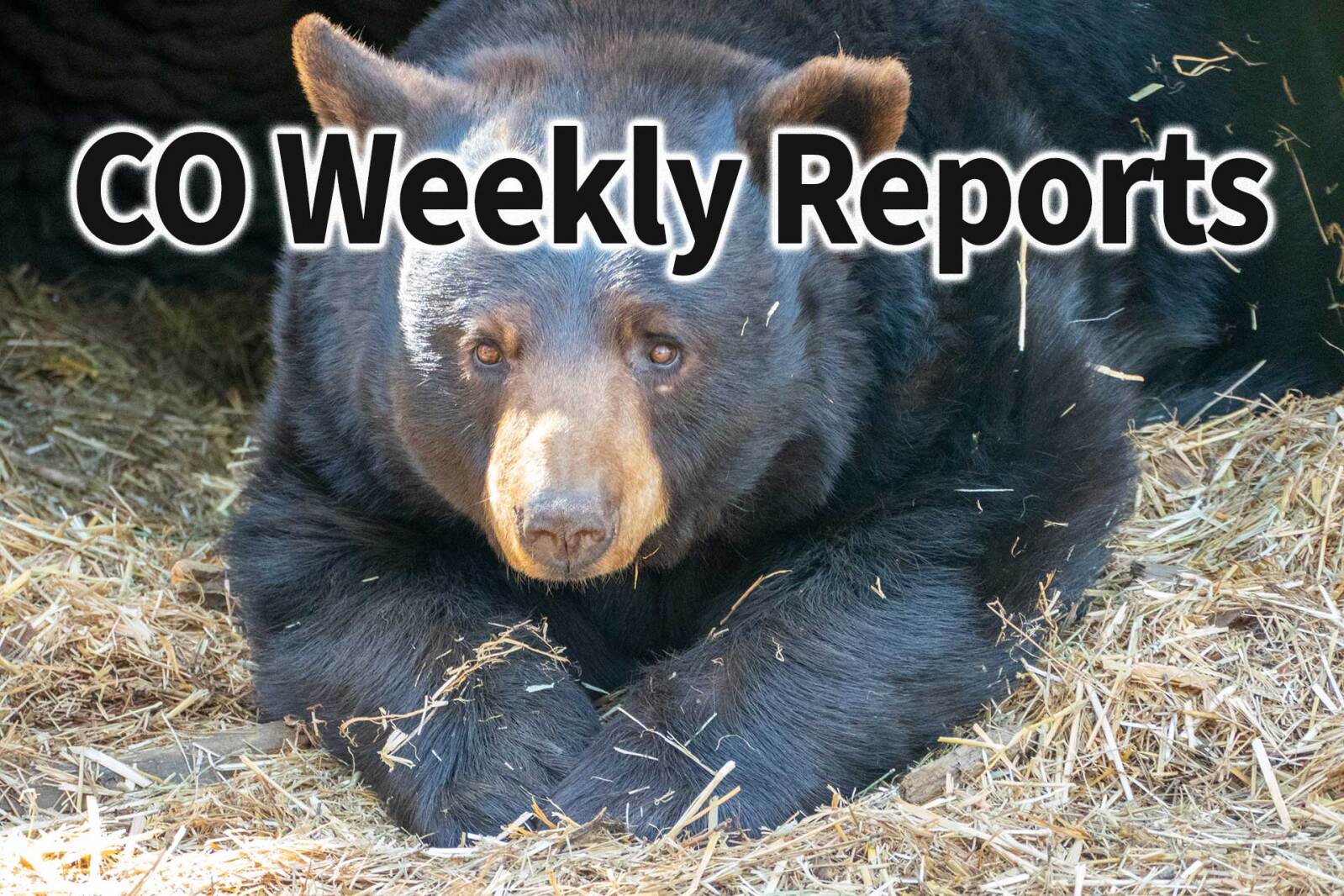 CO Reports: Bear damaging hay bales, duck hunters report limited success
