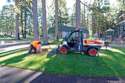Environmental specialists brought in on tree poisoning case
