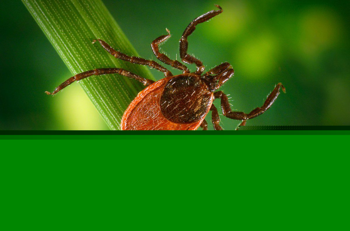 Comment on Sharing Lyme disease lessons with others by Elizabeth Chucks