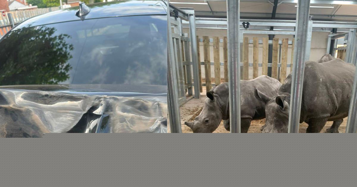 Fighting rhinos ram family's car at safari park as mum says 'we could have died'