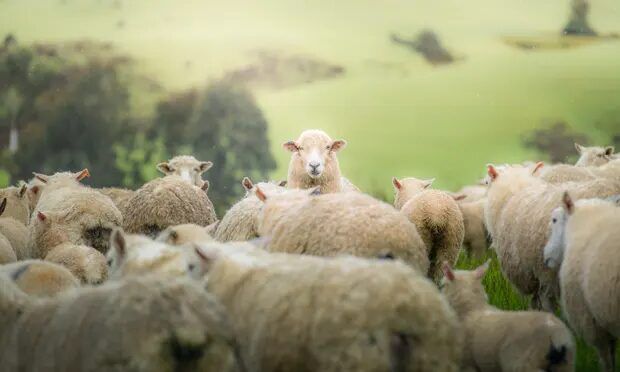 Norway reports outbreak of bluetongue disease in sheep, amidst rise in infections across Europe