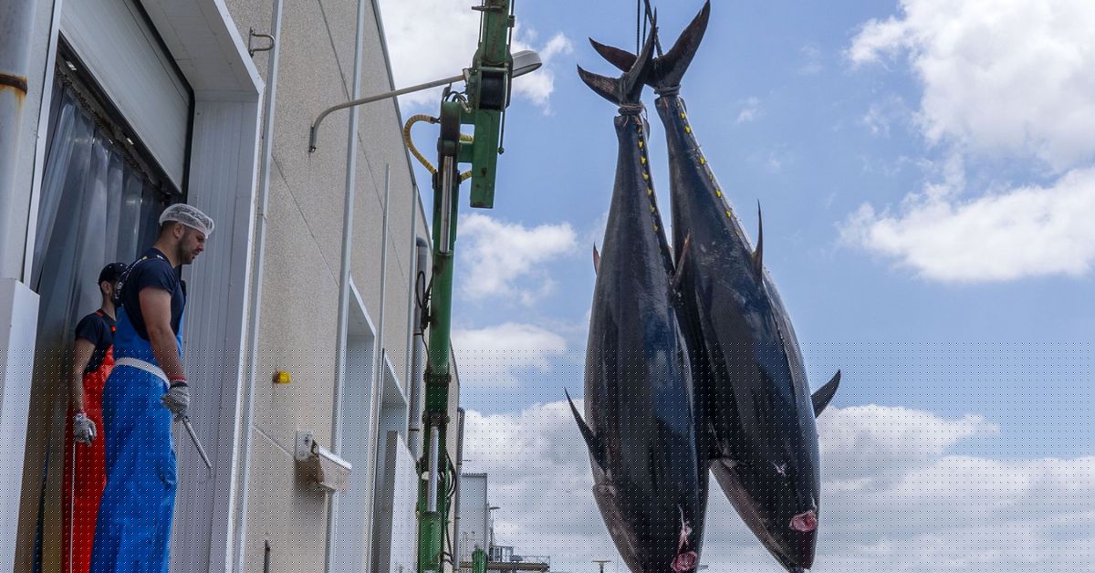 El Gobierno autoriza la pesca fortuita de atún rojo a más de 6.000 embarcaciones