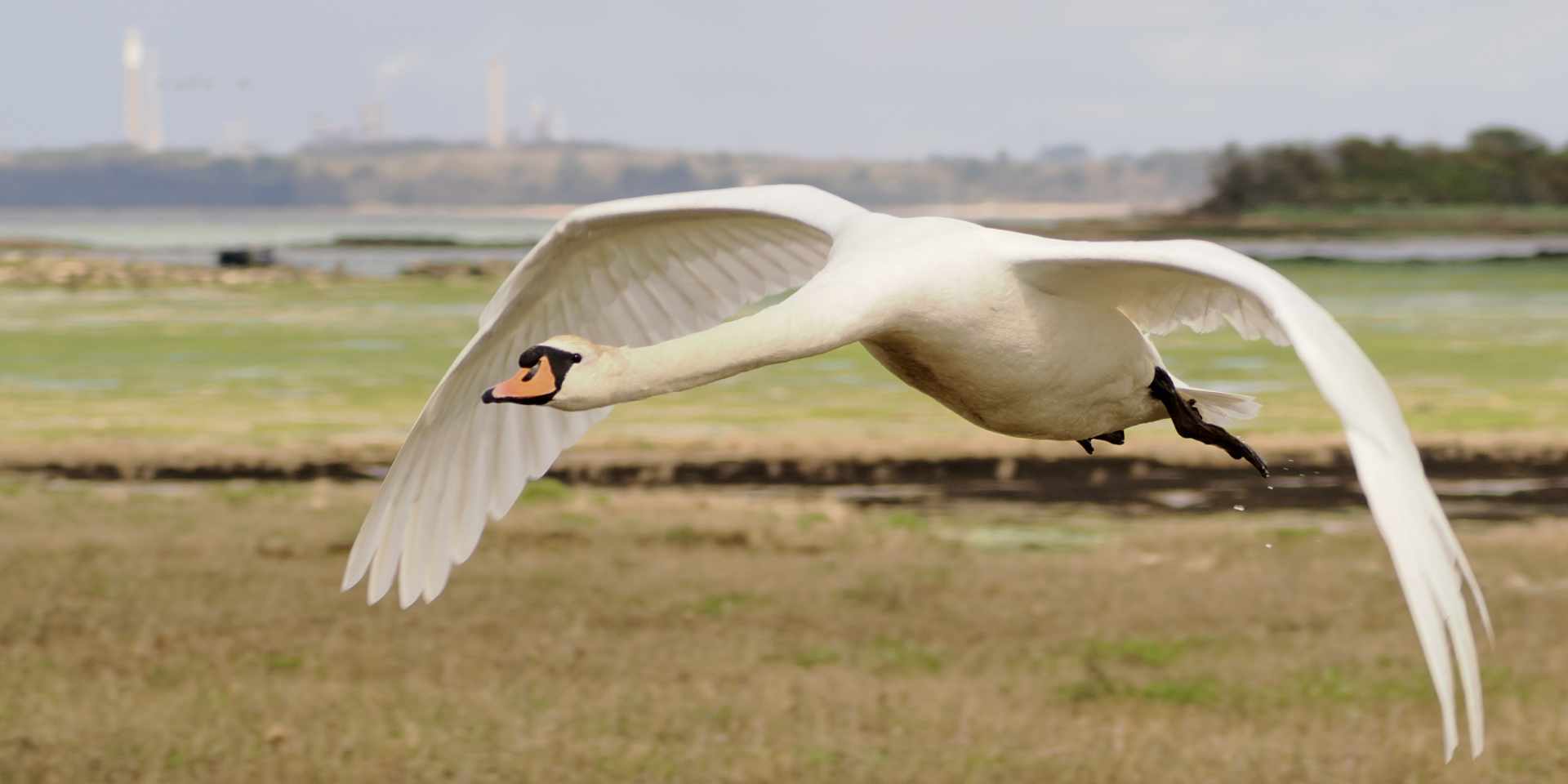 New Naturezones calendar captures Isle of Wight wildlife