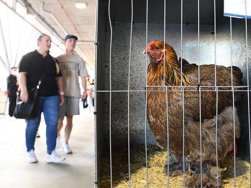 Bird flu outbreak sparks wildlife vaccination debate